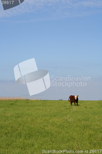 Image of Cow on a meadow