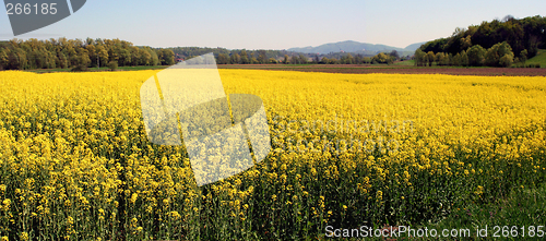 Image of Field of oil seed rape