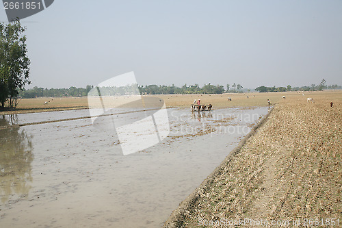 Image of Farmers plowing agricultural field in traditional way where a plow is attached to bulls in Gosaba, West Bengal, India.