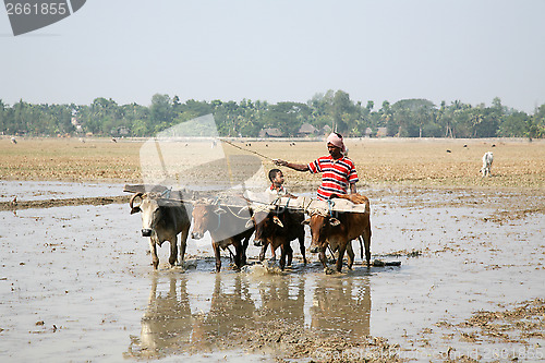 Image of Farmers plowing agricultural field in traditional way where a plow is attached to bulls in Gosaba, West Bengal, India.