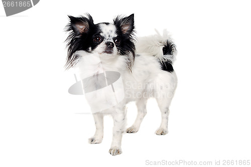 Image of Chihuahua isolated on white background