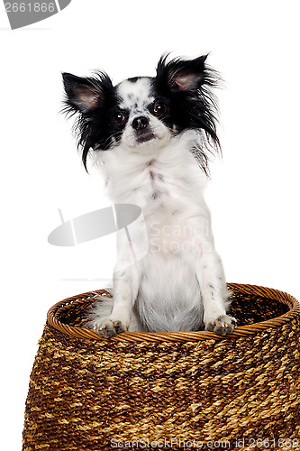 Image of Chihuahua isolated on white background