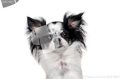Image of Chihuahua isolated on white background