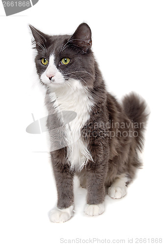 Image of Gray cat sitting on a clean white background