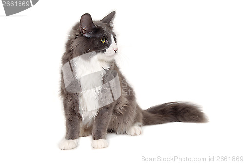 Image of Gray cat sitting on a clean white background
