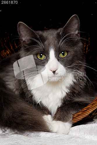 Image of Face of a gray and white cat