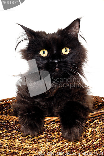 Image of Black cat in a basket