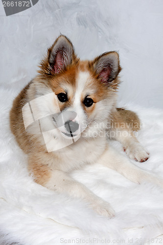 Image of Resting Norwegian lundhund dog