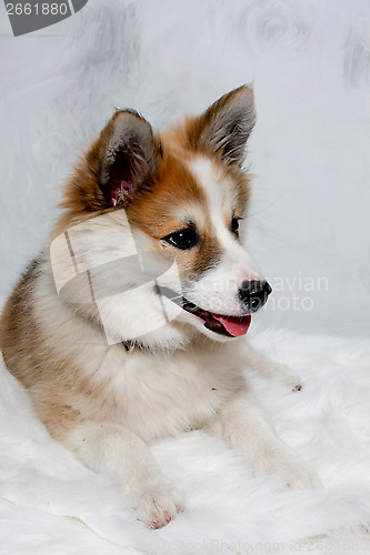 Image of Norwegian lundhund dog