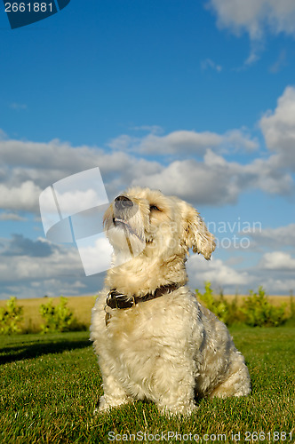 Image of Bichon Havanais dog
