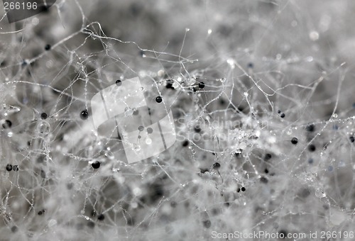 Image of Fungal spores