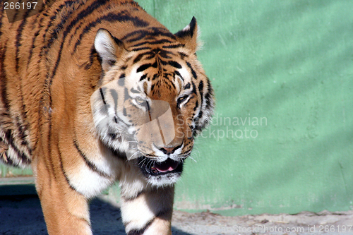 Image of tiger