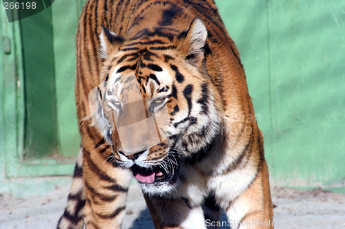 Image of Tiger