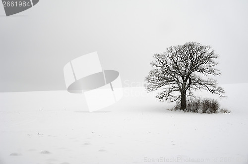 Image of Tree on hill at winter