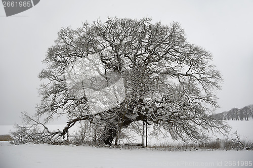 Image of Tree on hill at winter