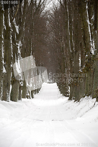 Image of Pathway at winter