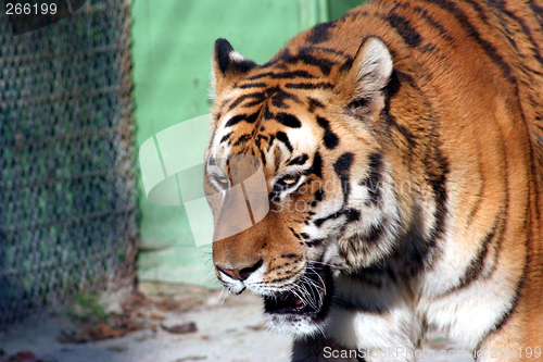 Image of Tiger