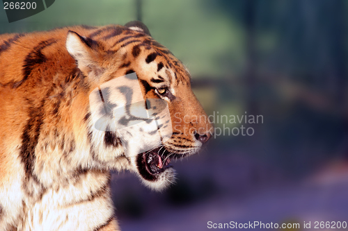 Image of Tiger