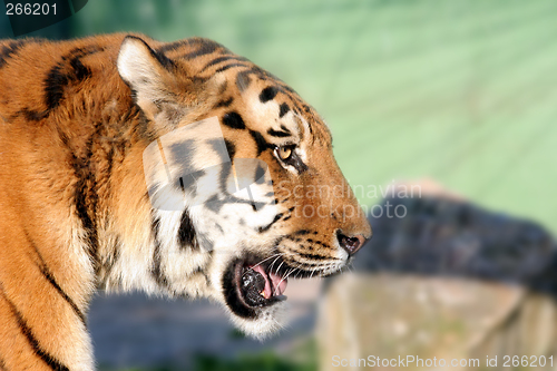 Image of tiger