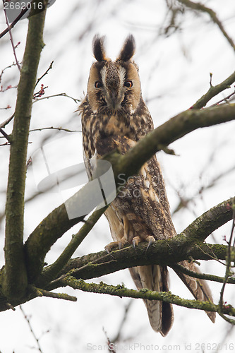 Image of Long Eared Owl (Asio otus) 