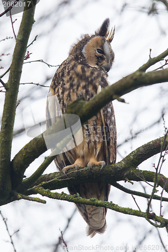 Image of Long Eared Owl (Asio otus) 