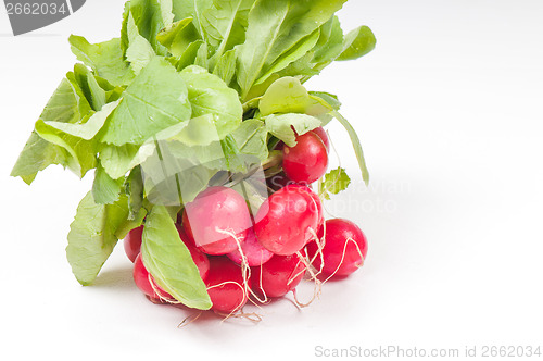 Image of Bunch of fresh radish