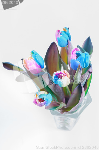 Image of Top view on multi colored tulips