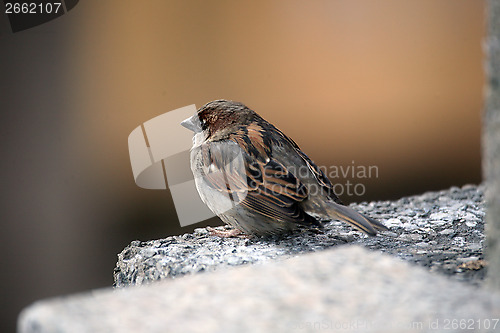 Image of Sparrow