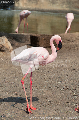 Image of Beautiful pink flamingo