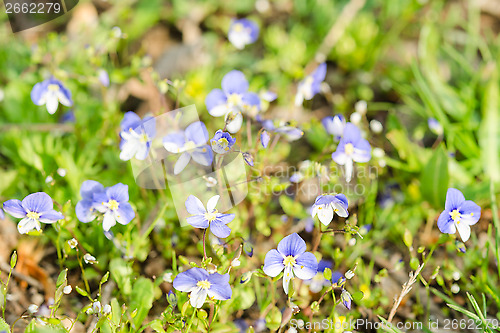 Image of Small blue spring flowers on the sunlit meadow