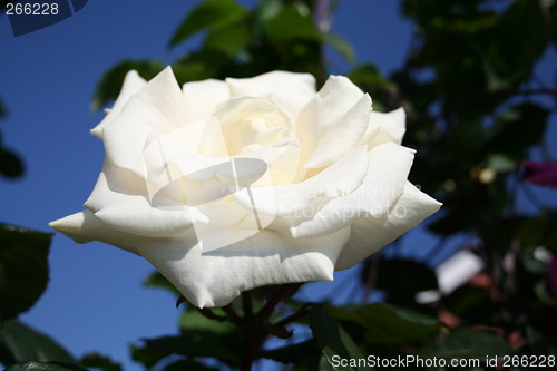 Image of Beautiful rose