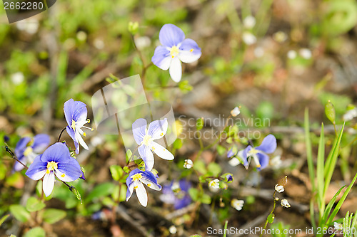 Image of Small spring blue flowers on the sunlit meadow