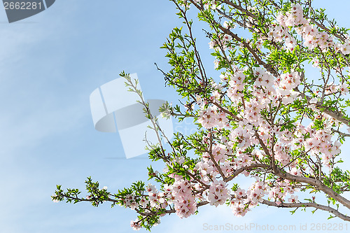 Image of Spring blooming almond tree with flowers and foliage