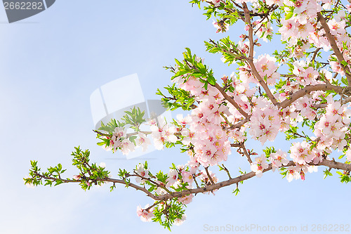 Image of Branch of pink spring blossom cherry tree