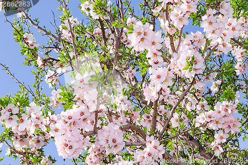 Image of Bright clear stock photo spring bloom of apricot tree