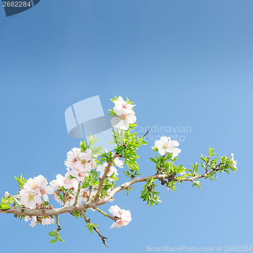 Image of Single blooming branch of apple tree against spring blue sky