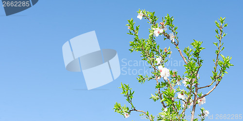 Image of Clear blue sky and spring blooming tree with white pink flowers 