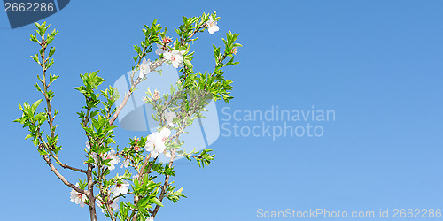 Image of Spring blooming tree with white pink flowers and foliage against