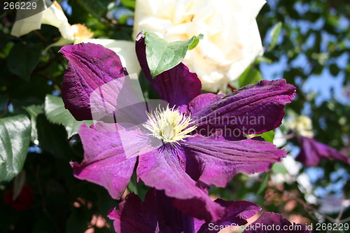 Image of Clematis Jackmannii