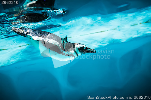 Image of Humboldt Penguin (Spheniscus humboldti)