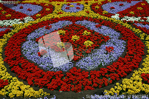 Image of Flowers in park