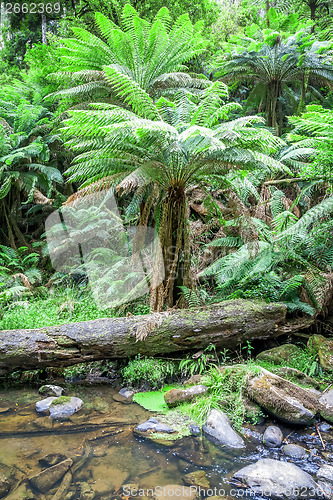 Image of tropical Australia