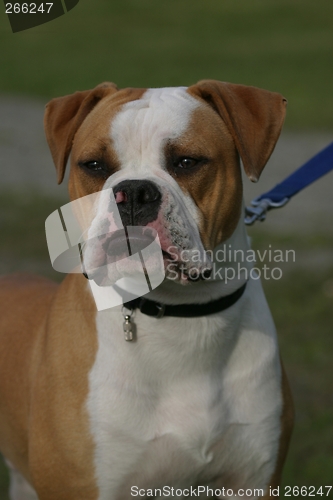 Image of Olde English Bulldogge