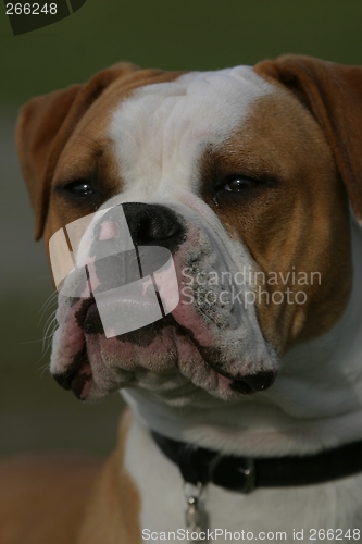 Image of Olde English Bulldogge