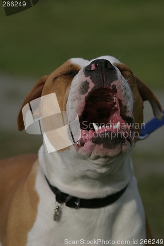 Image of Olde English Bulldogge