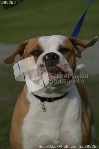 Image of Olde English Bulldogge