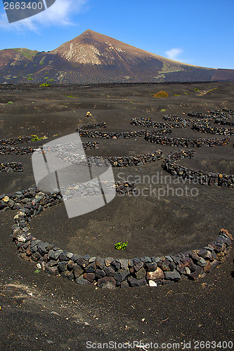 Image of winery lanzarote spain  cultivation viticulture 