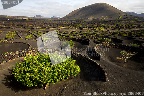 Image of lanzarote spain la geria cultivation viticulture winery