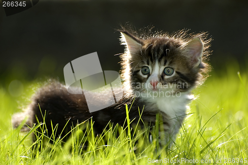 Image of kitten