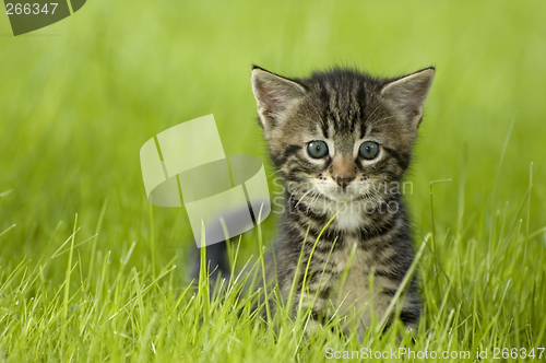 Image of kitten